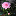 Camelia favicon