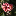 CJW rose favicon